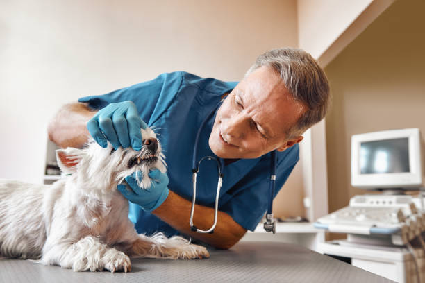 Best Emergency Gum Treatment in Fowler, CA
